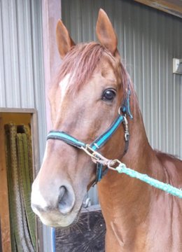 megumitohanako's tweet photo. 只今上げ馬ツイデモ中
三重県獣医師会に対して、上げ馬神事参加反対を皆さん訴えて下さい。
祭りの実施規約には、獣医師の参加が必要とされています。
獣医師が仕事を断れば、上げ馬は実施不可能になります。
馬達の虐使が終わります。
#上げ馬神事は動物虐待 
#曳き馬以上は譲歩しない https://t.co/gxEjg9bskz