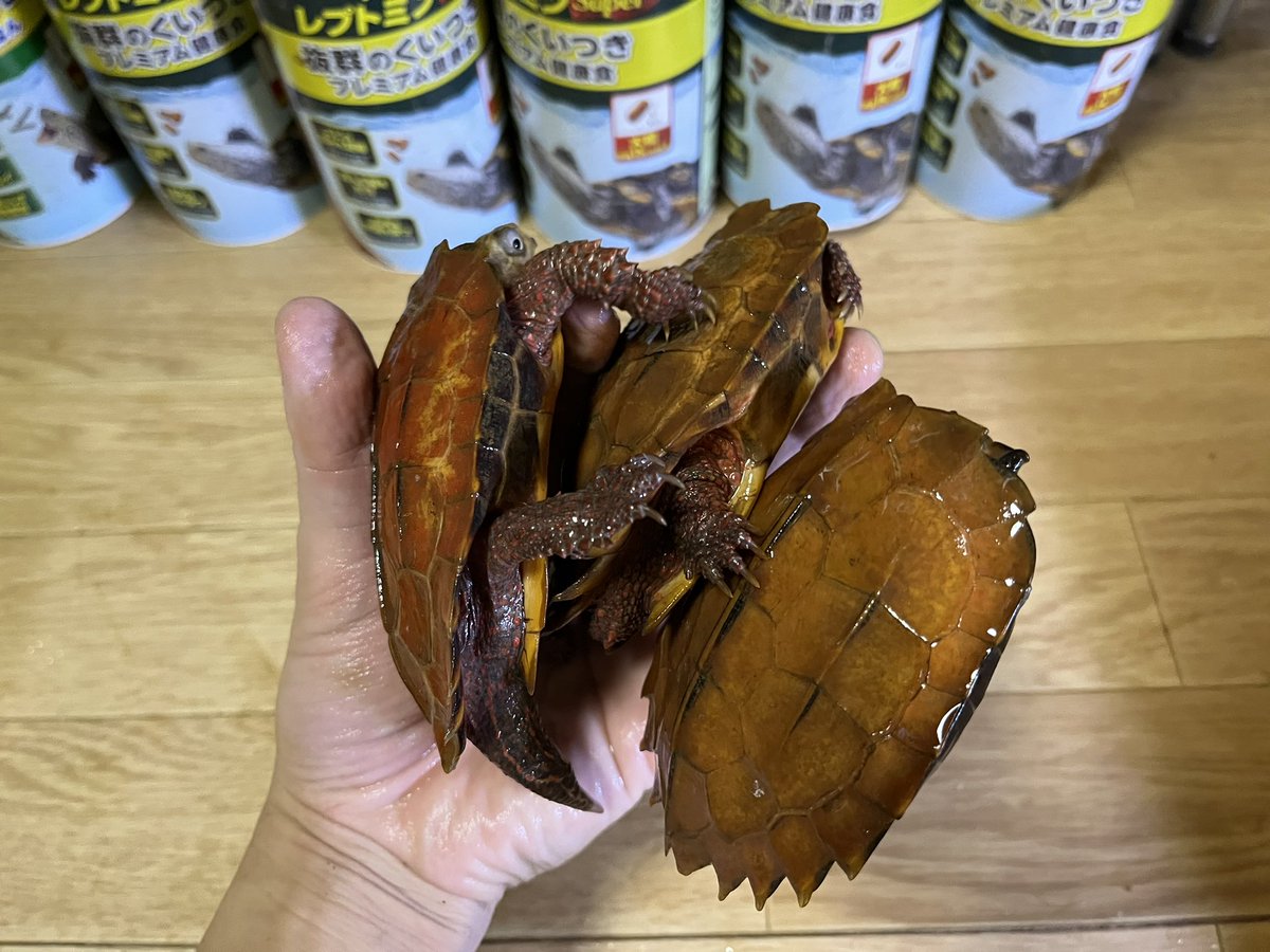 _NatureChannel's tweet photo. スペングラーヤマガメさん

#スペングラーヤマガメ
#Geoemyda spengleri https://t.co/7C1OW7WAMy