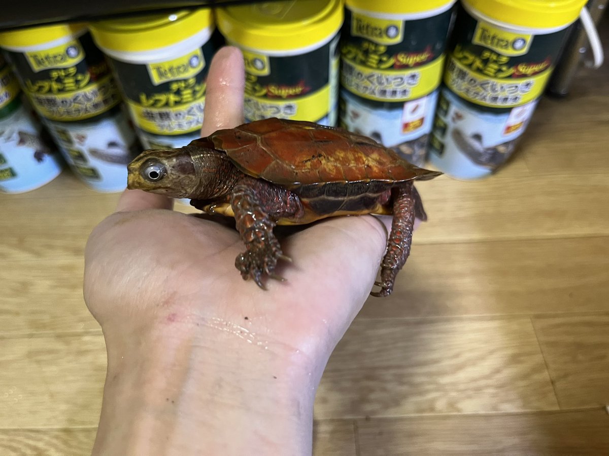 _NatureChannel's tweet photo. スペングラーヤマガメさん

#スペングラーヤマガメ
#Geoemyda spengleri https://t.co/7C1OW7WAMy