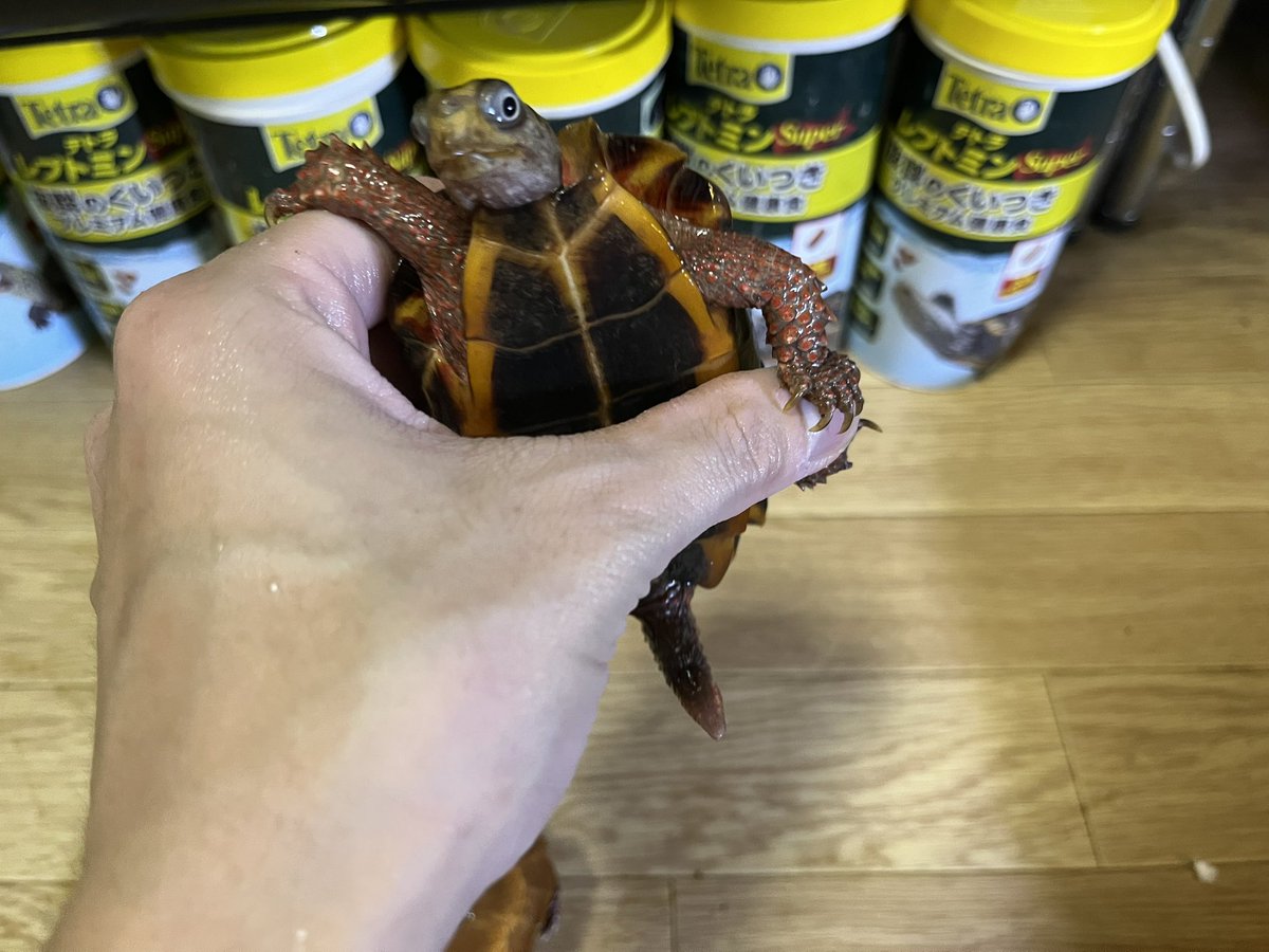 _NatureChannel's tweet photo. スペングラーヤマガメさん

#スペングラーヤマガメ
#Geoemyda spengleri https://t.co/7C1OW7WAMy
