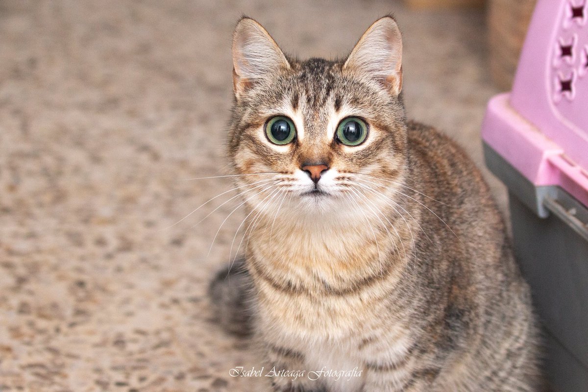 Morgana en adopción ❤

📍Sueca, València

Es una reguapa pelusona. Sus patitas cortas le confieren una belleza extraordinaria. Nació en marzo de 2018 aprox, le gusta que la miren para sobarse y enseñar su barriguita.

Escríbenos un WhatsApp al 621260314 📲