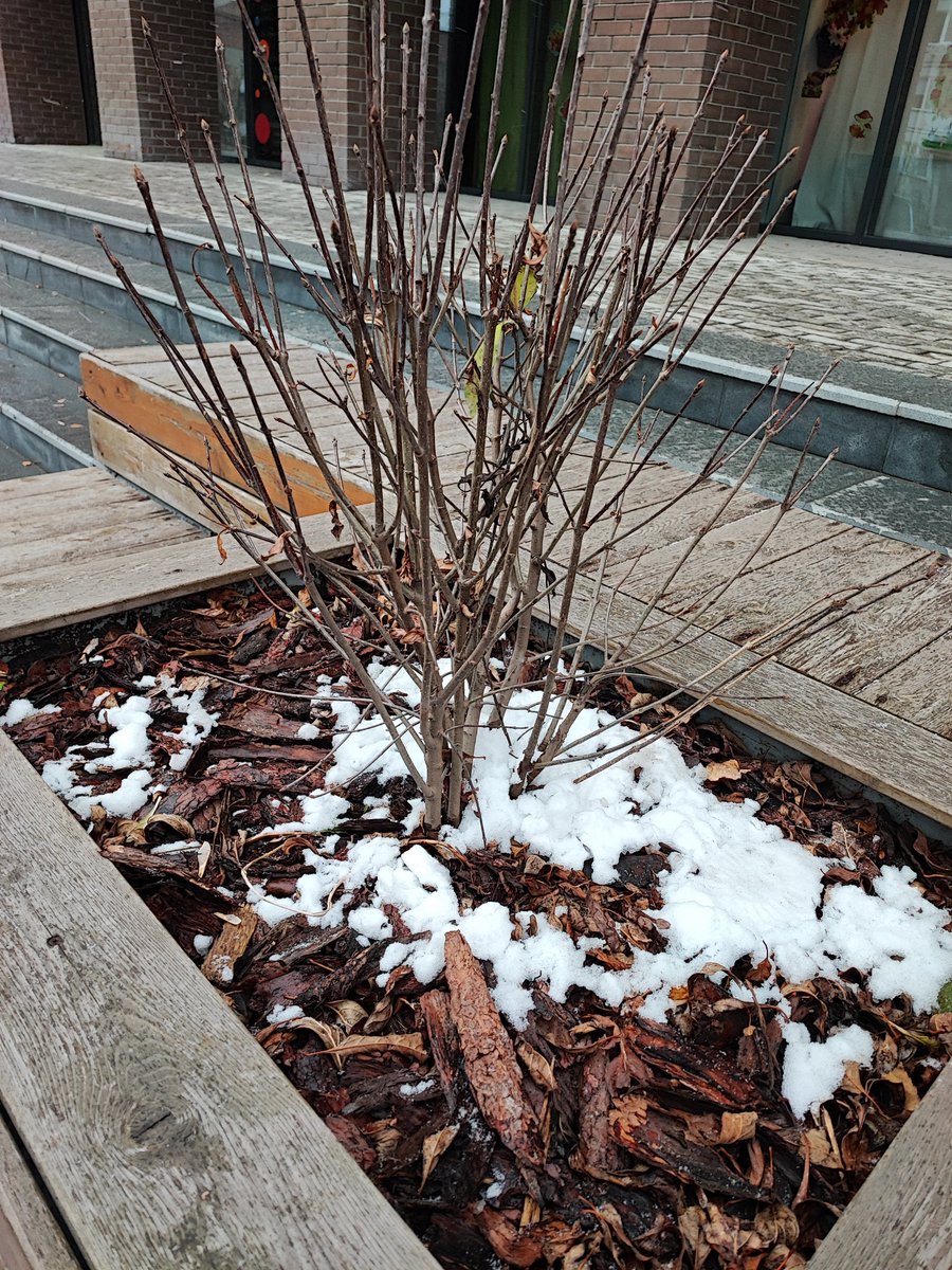 ArtReika's tweet photo. first snow https://t.co/okAu7SHufV