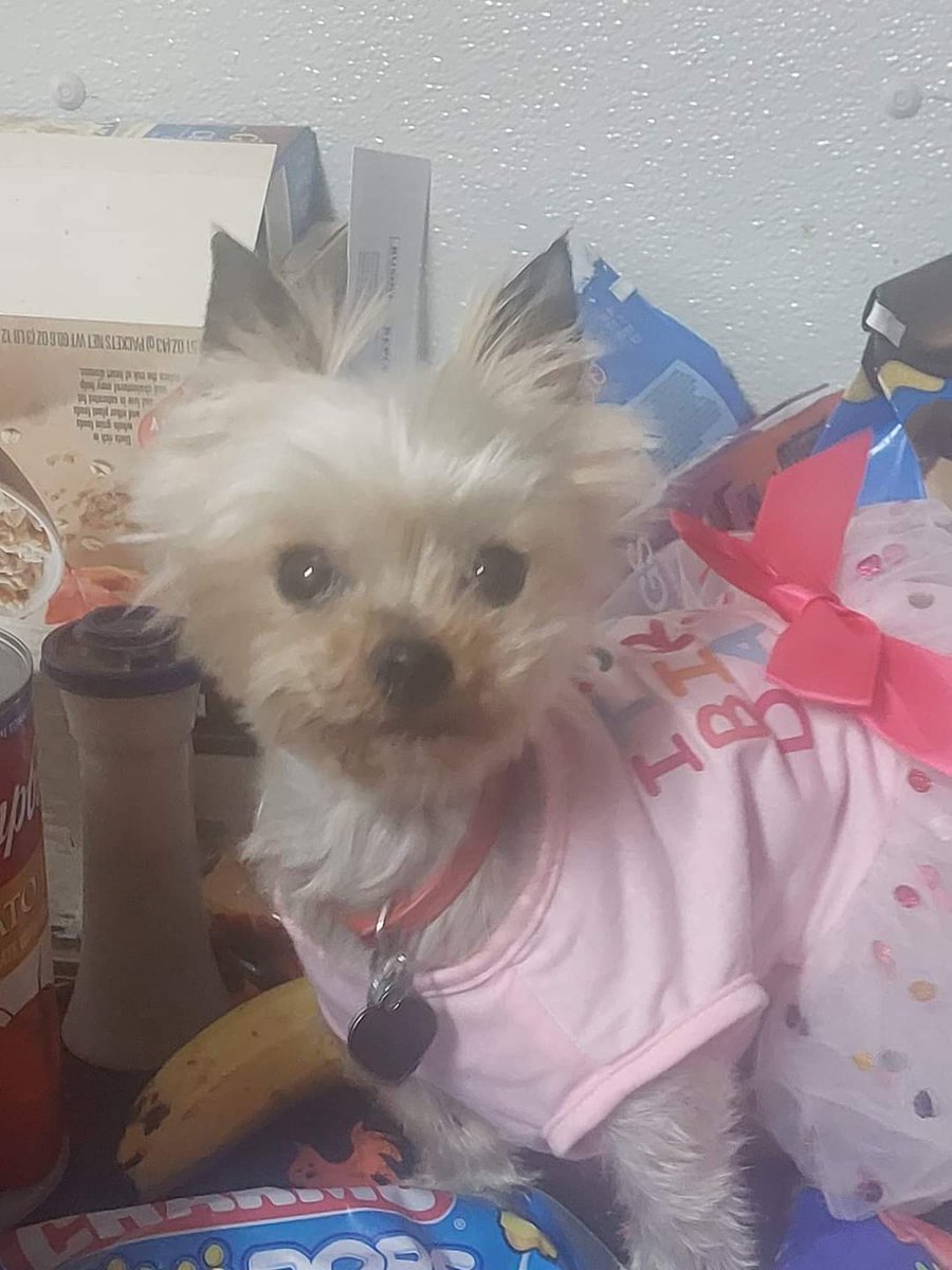 Happy 6th Birthday Gidget we love you