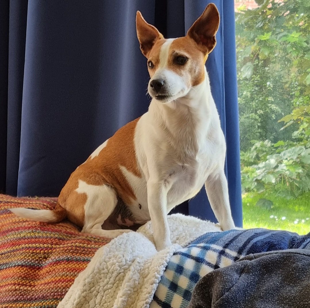 Buddies please say a little 🙏 for my brother Gordie. The neighbours dog climbed the fence and him and Gordie got into a fight. It was really bad. He was shaking Gordie like a rag doll 😪 my brother is with the doc now. M is beside herself. We'll keep you posted. 
#dogsoftwitter