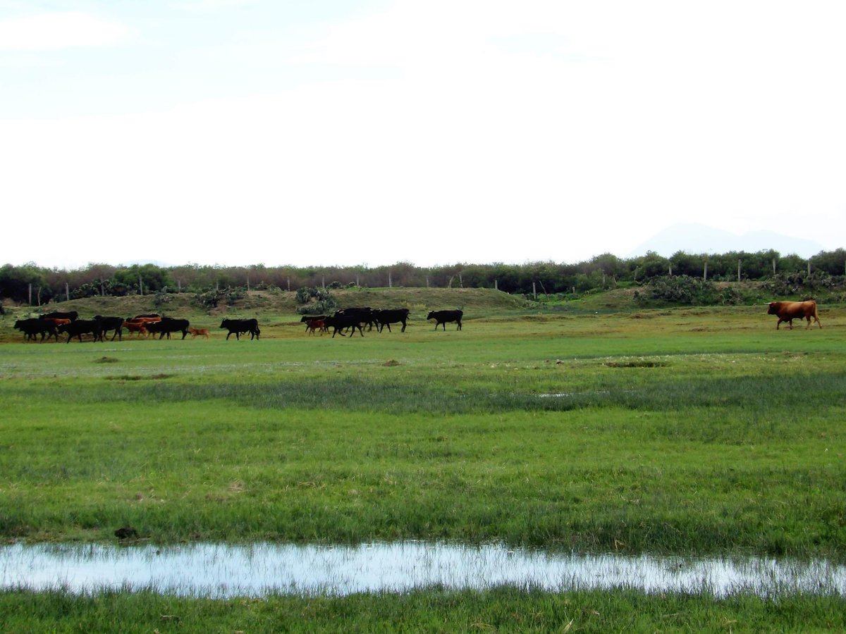 Zacatepec_toros's tweet image. El Cantinero juntando sus vacas. Hay toros muy celosos de su vacas, no dejan que se aparten, y mucho menos que se acerquen a los potreros de los sementales vecinos...
Como un verdadero vaquero aquí vemos esta escena del 9 Cantinero reuniendo sus vacas y "cambiándolas de terreno".