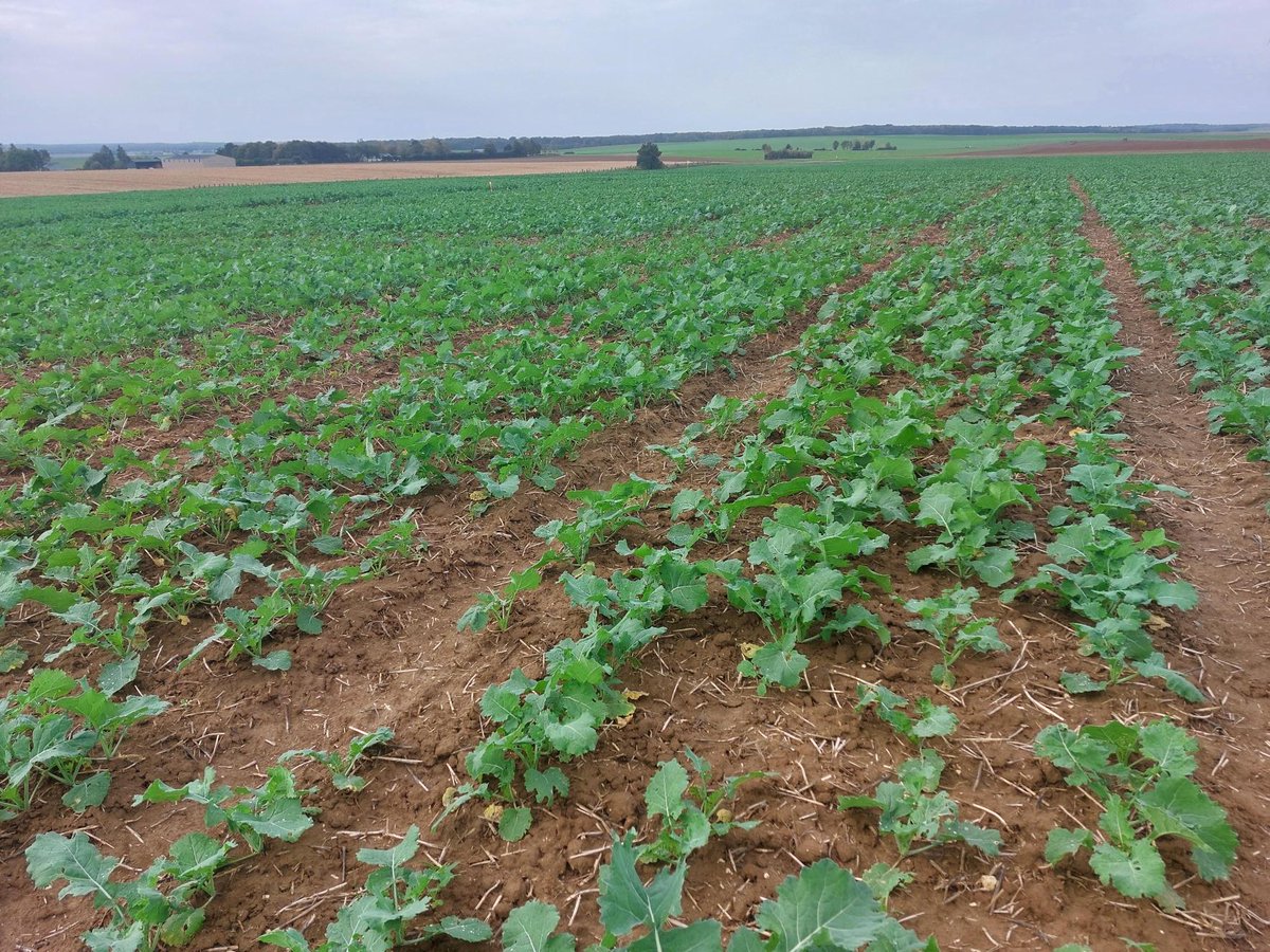 Semences de France tweet media