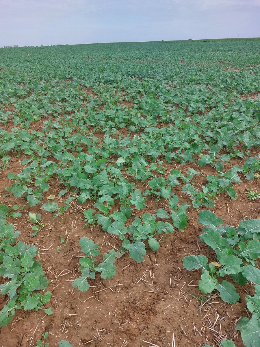 Semences de France tweet media