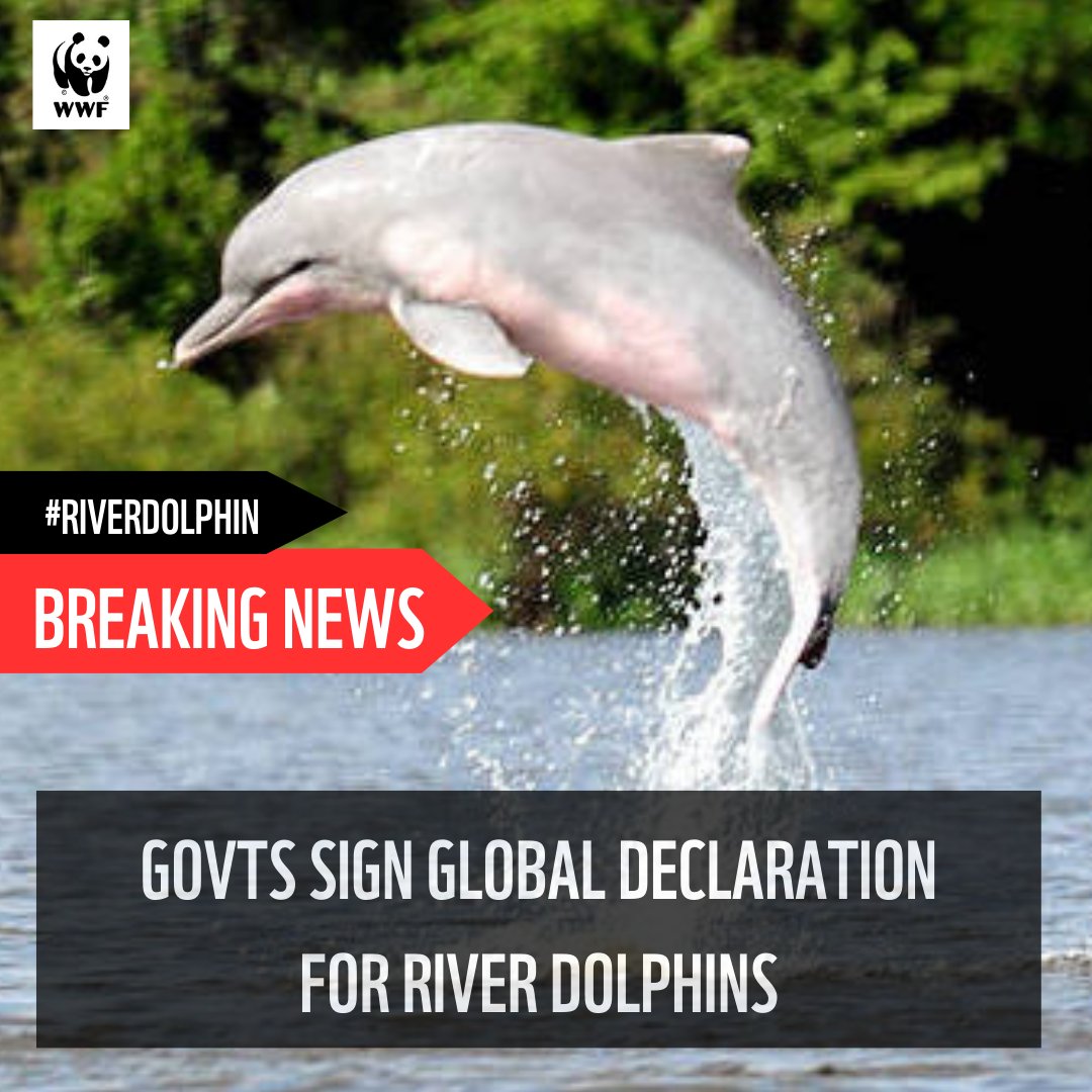 WWFLeadWater's tweet photo. BREAKING NEWS: Govts from Asia &amp; South America have just signed a historic deal to save the world’s river dolphins!

The Global Declaration for #RiverDolphins will help save the 6 surviving river dolphin species &amp; improve the health of their great rivers

https://t.co/qD9eEVKUwu https://t.co/ARuZjJTqWe