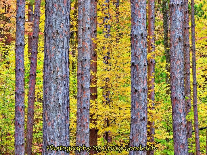 I hiked out by the Redpines and captured this photo of the golden color of the leaves.   They are coming down fast since we had a good frost the other night.  Storms and 68 degree today. #weather
