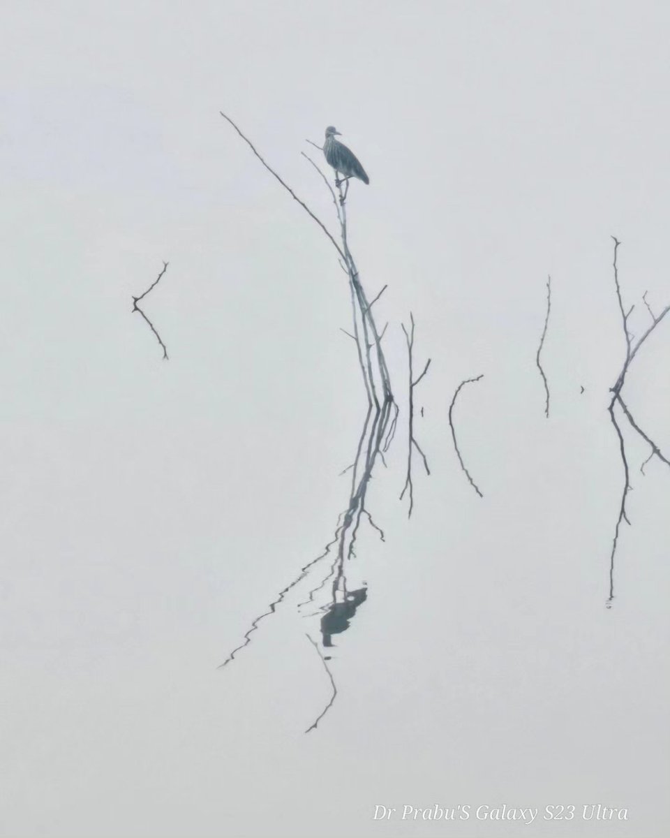 prabhucdr's tweet photo. Indian pond heron
இந்திய குளத்து கொக்கு
#drcprabu 
#birdphotography 
#mobilephotography https://t.co/nphhRzvNCc