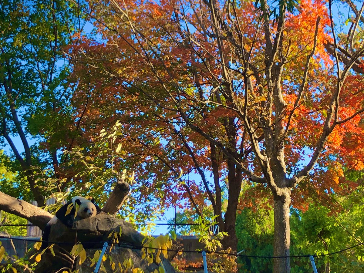 ErinPant's tweet photo. Mei Xiang soaking in her last fall in DC. 
🐼🍂🍁

@Smithsonian @NationalZoo @capitalweather #panda https://t.co/mjZPywLSql