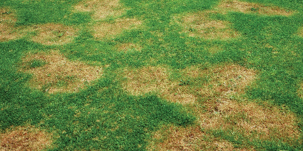 SyngentaTurf's tweet image. As you plan for the 2024 season, make sure you are prepared to control take-all root rot and arm yourself with solutions including #PosterityForte. 

Make sure you know how to identify #TakeAllRootRot and learn how to take control: bit.ly/3S9wk5o