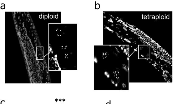 Check out the the Hartman Lab's first publication, in which we describe effects of polyploidy in C. elegans 🪱 rdcu.be/dplR6