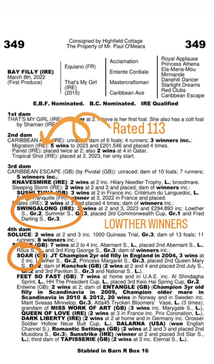 Highfield_CS's tweet image. #AutumnSales LOT 349 #Equiano filly…first foal o/o winning 2yr old sister to #Migration (OR 113).    #whatafilly 🍑🐎  #fastfamily 💨 🐎 @Goffs1866 @IrishNatStud