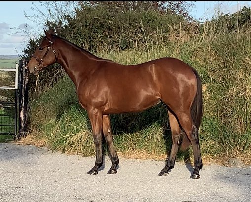 Highfield_CS's tweet image. #AutumnSales LOT 349 #Equiano filly…first foal o/o winning 2yr old sister to #Migration (OR 113).    #whatafilly 🍑🐎  #fastfamily 💨 🐎 @Goffs1866 @IrishNatStud