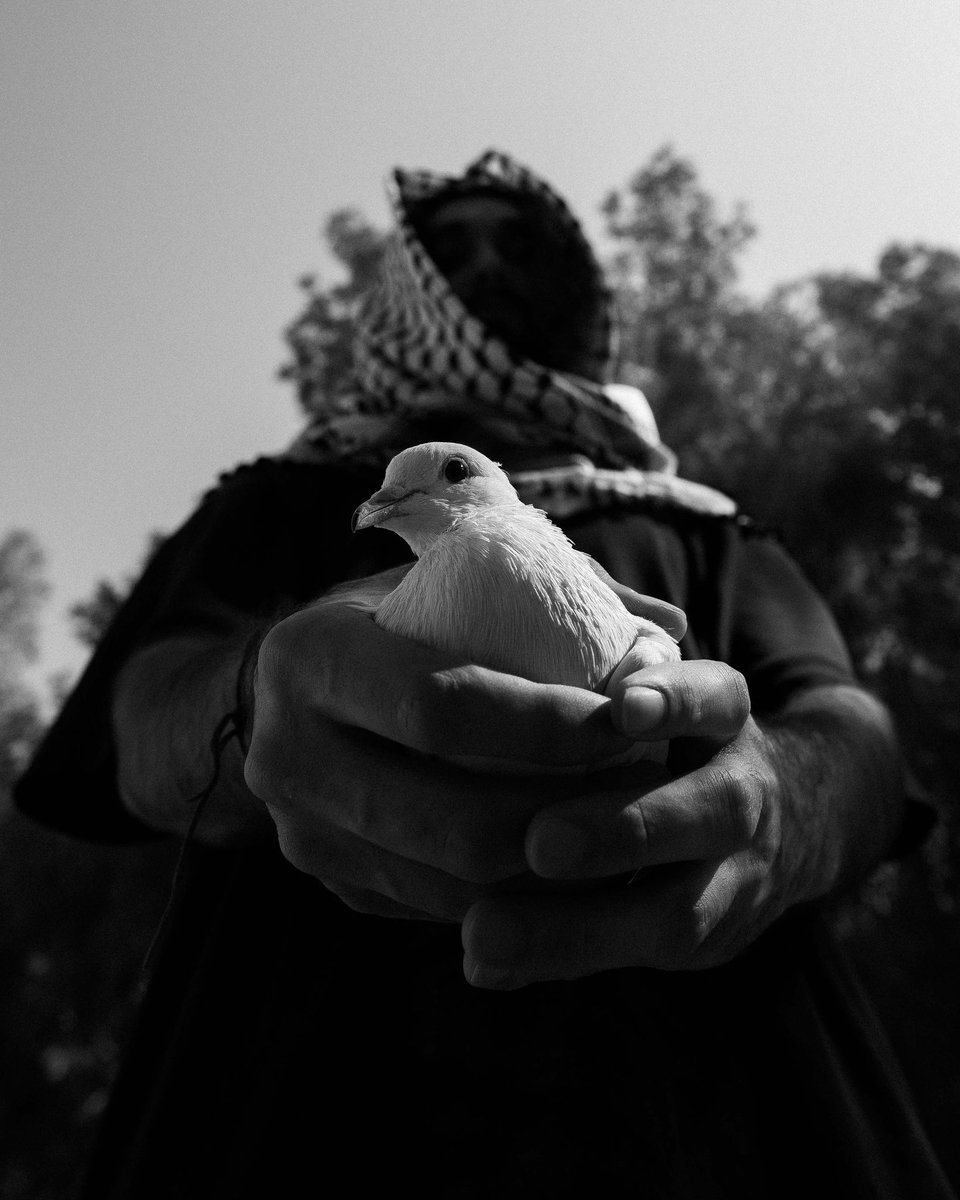 BVLO7's tweet photo. الوطنُ ، وطني ، والمقاومةُ خياري ، والسلامُ لأرضي ، فِلسطينُ بلادي.❤️🇵🇸

Talent : @ nightowl
Concept : @BVLO7 , @ nightowl 
Photographer : @BVLO7 
Art Director : @BVLO7 , @ nightowl https://t.co/uOqh7AfMs0