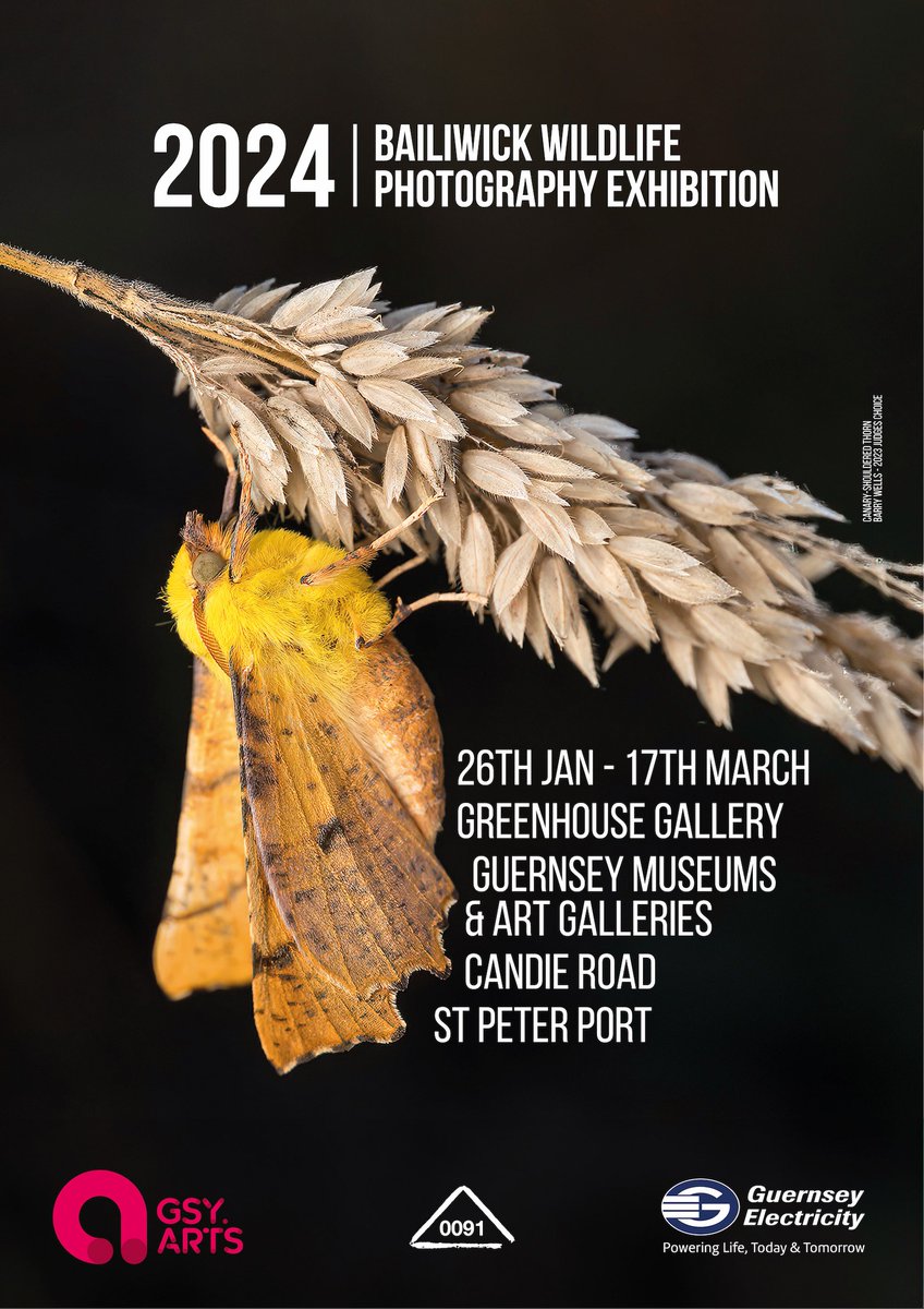 Wildlife submissions are now open for the 2024 Bailiwick Wildlife Photography exhibition! Supported this year by @gsyelectricity 's Power to the People Fund 💡 Submissions close 30 November 2023 - forms.gle/xUQjfGzQzdK1nY…