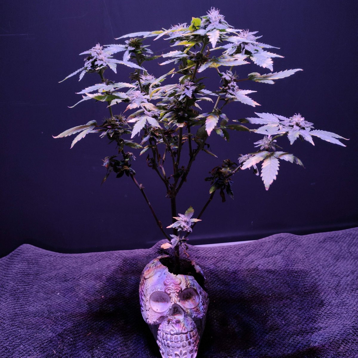 Royal Queen Seeds tweet media