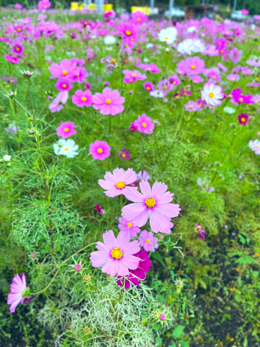 yrkr88_sgb's tweet photo. #コスモス の #群衆 すごい😆💐
かわいいですなぁ☺️
The #crowds of #cosmos are amazing as the best time to see them approaches.
It's cute!
#中山町 にある、 #コスモス畑
地域の愛情が感じられて良いですね😍
#Cosmosfield in #NakayamaTown
It's nice to feel love of the local community. https://t.co/kvm68OYzG9