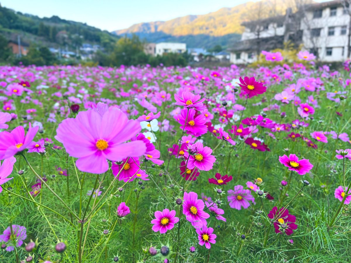 yrkr88_sgb's tweet photo. #コスモス の #群衆 すごい😆💐
かわいいですなぁ☺️
The #crowds of #cosmos are amazing as the best time to see them approaches.
It's cute!
#中山町 にある、 #コスモス畑
地域の愛情が感じられて良いですね😍
#Cosmosfield in #NakayamaTown
It's nice to feel love of the local community. https://t.co/kvm68OYzG9