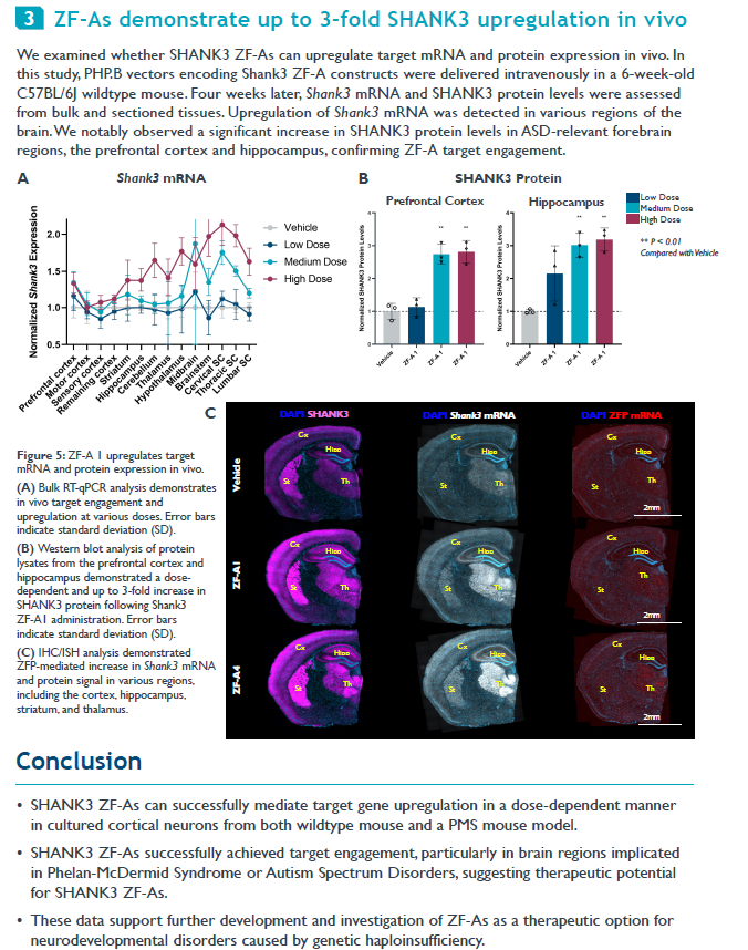 BiotechAnalysst's tweet photo. $SGMO #Shank3 Gene #Activation Mediated by Zinc FingerActivators (ZF-As) as a Therapeutic Approach for #Phelan-#McDermid Syndrome #Monosomy #22q13
https://t.co/mX1Q79BuGN https://t.co/bKdvGVWlBk