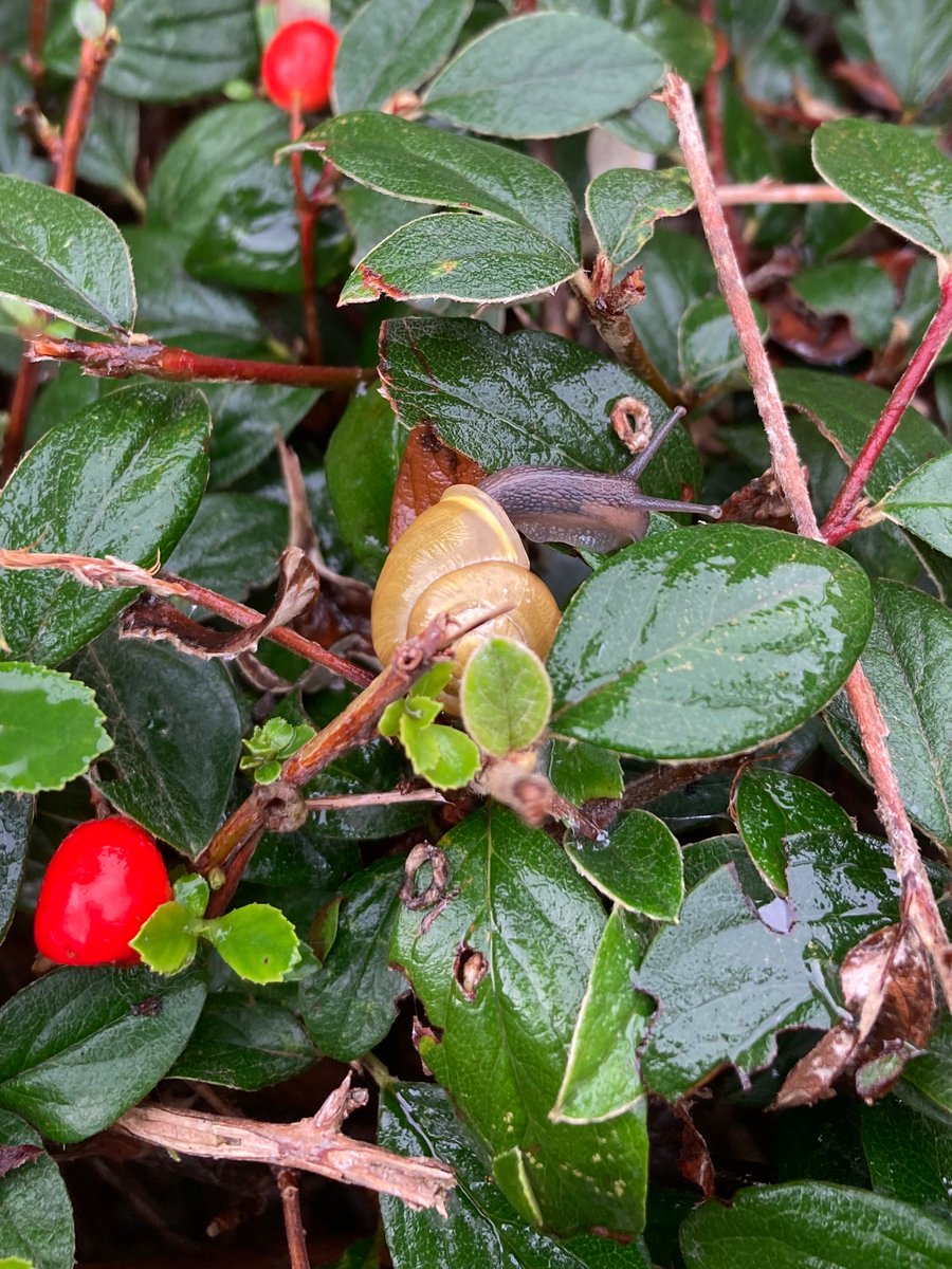 MyGarden_Uk's tweet photo. Snails in the City on Tuesday.   

@des_farrand 
#Snails #SnailsInTheCity #Birmingham #Nature #EssentialInsects https://t.co/0inVMcrf5c