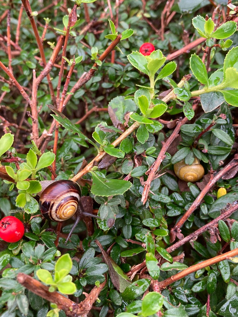MyGarden_Uk's tweet photo. Snails in the City on Tuesday.   

@des_farrand 
#Snails #SnailsInTheCity #Birmingham #Nature #EssentialInsects https://t.co/0inVMcrf5c