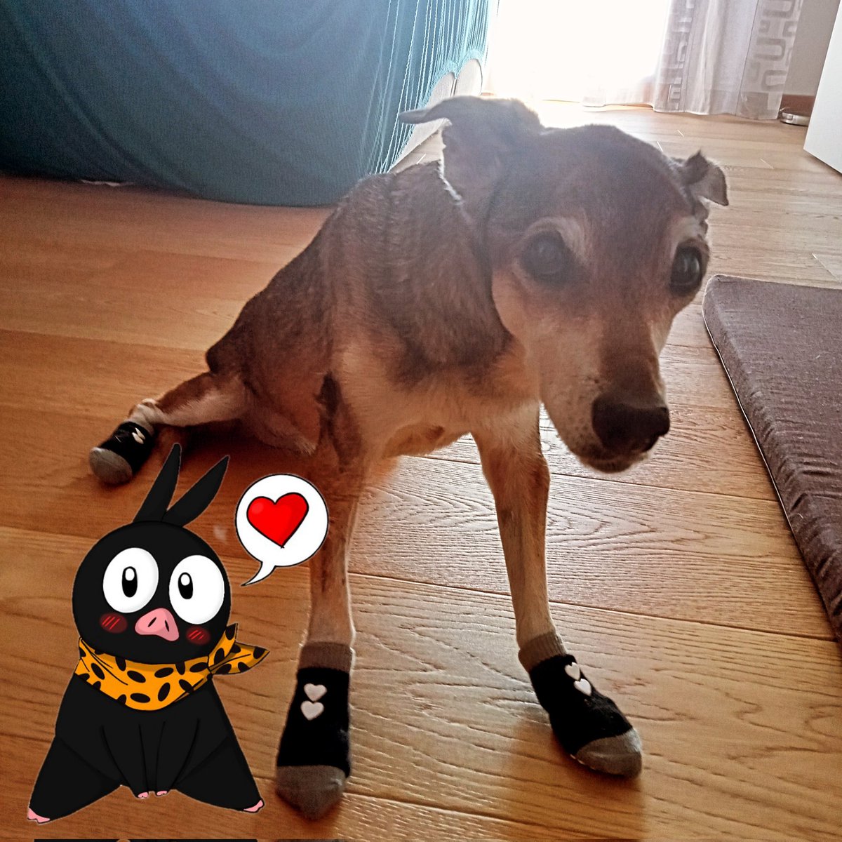 SeuManuelo's tweet photo. We ♥️ our Pets!!! #lovepets #dogstagram #giuditta #loveanimals https://t.co/4X9Ck8HUmC