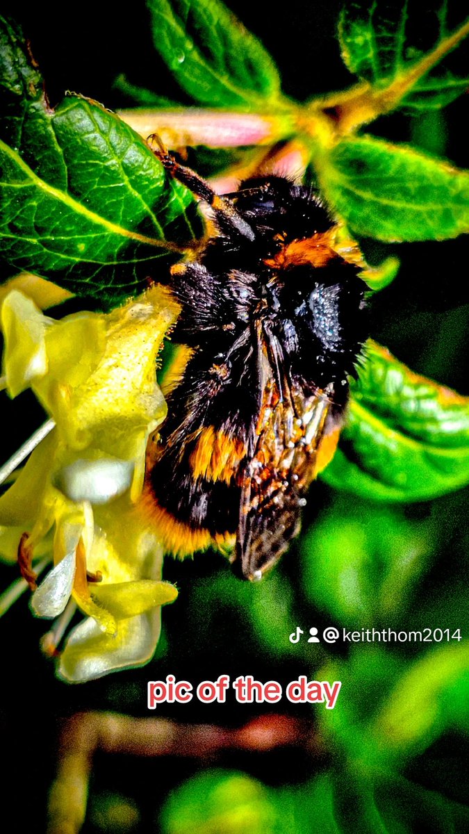 ericearwig's tweet photo. #picoftheday #Llanelli  #Tuesday #Welshtiktok #Foryoupage #Trending #Viral #Pleaseshare #phoneart #samsungphotography #adobelightroom #adobelightroommobile #bee #bumblebee https://t.co/17kX2BLV0W