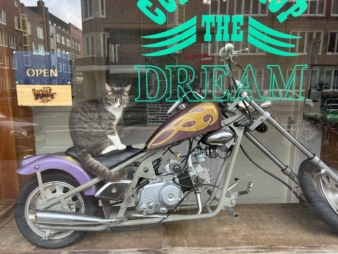 You will never be as cool as this cat https://t.co/xnj44XiQ8D