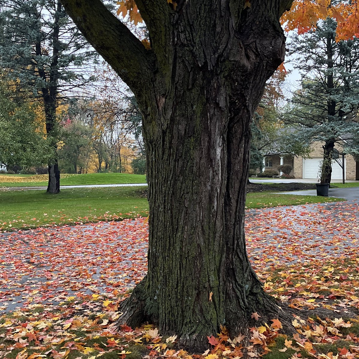 Trees in this neighborhood

#thicktrunktuesday 
#onmywalk