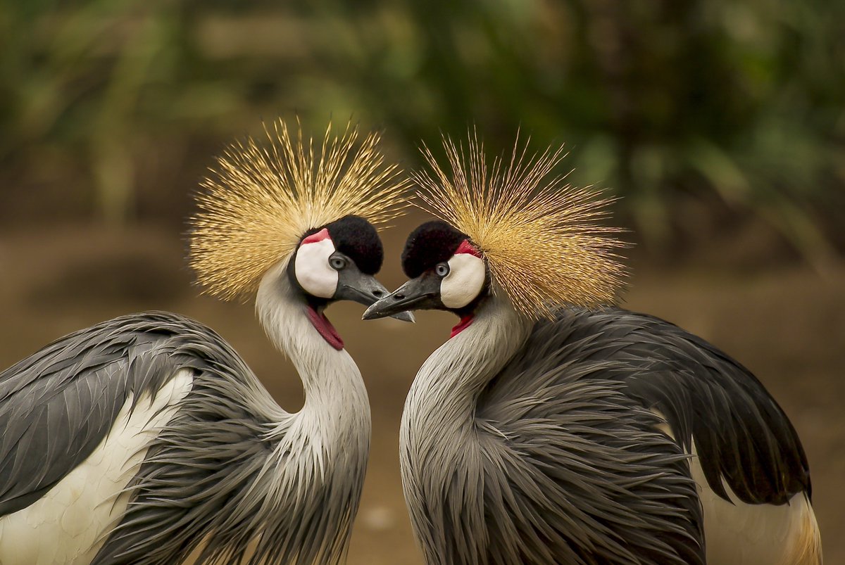 RoyaCamer877's tweet photo. @JioCinema Discord: ilkay#3165 https://t.co/zXQKovEDW9