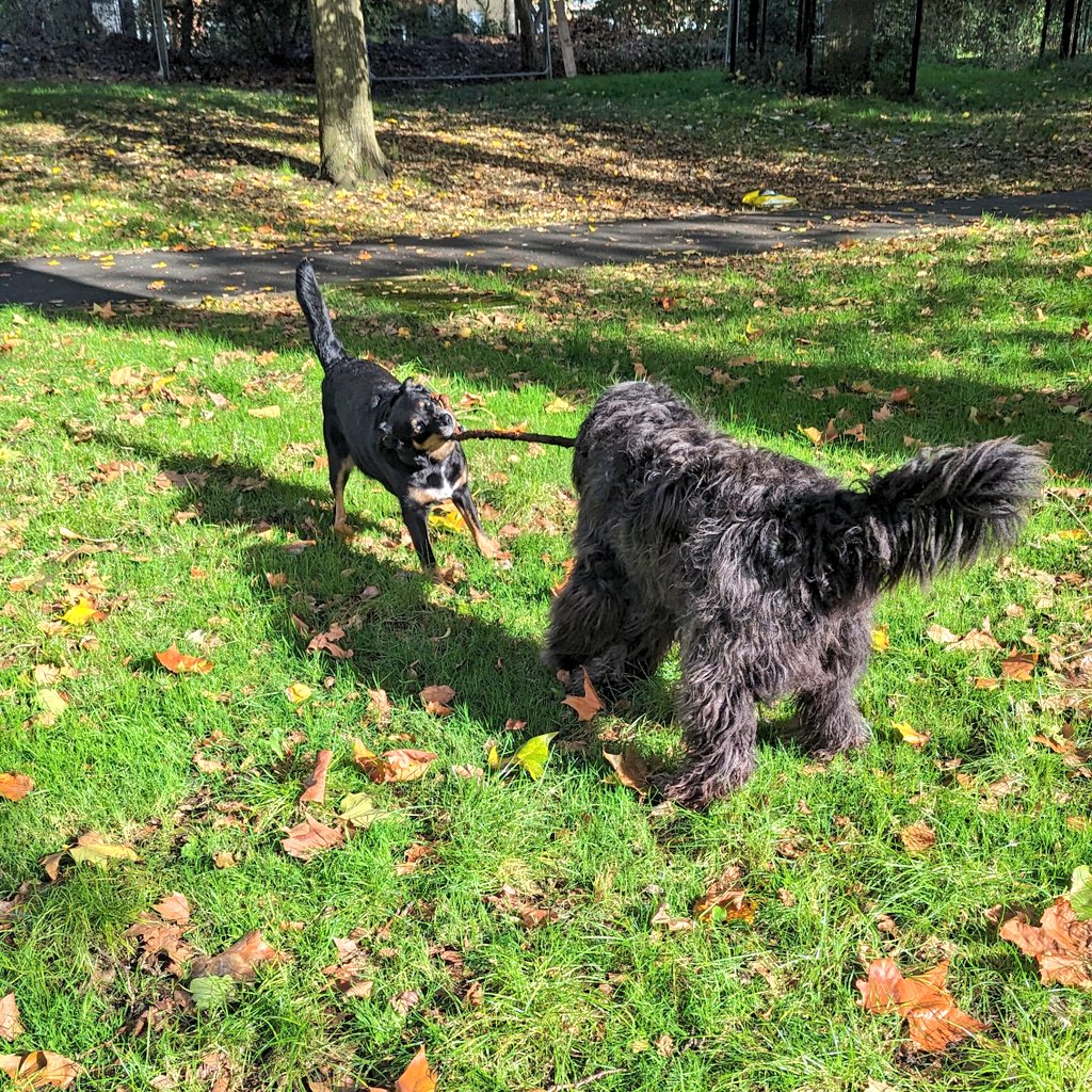 _MollyBear's tweet photo. We found a big stick to play with in the sunshine today.
#PaddingtonGreen https://t.co/Di8orS4pbF