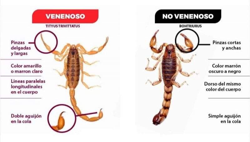 drrobertnunez's tweet photo. Toda la información actualizada y recabada para ustedes. Estamos en medio de una Psicosis colectiva con respecto a los alacranes. 

¿Cual es la diferencia entre alacrán y escorpión? Ninguna.
En algunas regiones se le llama alacrán y en otras escorpión. Es lo mismo.

El veneno de alacrán puede ser utilizado para combatir enfermedades autoinmunes como la diabetes tipo 1, artritis reumática o el lupus, lo que representa una innovación en el uso de un insecto del que existen más de 1500 especies en el mundo,  SU APLICACIÓN AÚN NO FUE APROBADA, porque una mala aplicación puede destruir las células del humano.

¿Cómo ahuyentar alacranes de la casa?
 Existen ciertos trucos que podés usar:

•Eliminá su alimento y hacete amigo de algunos animales. Los alacranes se alimentan de hormigas, termitas, cucarachas, insectos chiquitos y grillos. A estos animales conviene eliminarlos; sin embargo, las arañas los ahuyentan, también las gallinas y las aves. ¡Así que si tenés gallinas en casa sos afortunado! Te van a ayudar a mantener a los alacranes alejados de  casa.

•Las plantas también sirven a la hora de combatir a los alacranes en casa. Lo ideal es tener plantas de lavanda o aromáticas, ya que su olor los ahuyenta. También podés usar productos de limpieza con esencia de lavanda para complementar.(sirven los aerosoles) 

•La limpieza de la casa es esencial para mantener a los alacranes lejos. Antes de irte a dormir lavá los platos, barré un poco, y mantené las habitaciones limpias; de esta forma, no tendrás que preocuparte por estos pequeños intrusos.

•Tapa rejillas ,tira las maderas acumuladas ya que al humedecerse este sería su escondite favorito.

•Guarda tus calzados en cajas de plásticos bien tapadas después de usarlas ya que la humedad de los pies o sudor corporal les gusta.

•Saca tus calzados al sol y sacudirlos antes de usarlos. No acumules calzados debajo de la cama. 

•No acumules basura , y tapa las cañerías y agujeros que encuentres en la casa ( podes usar cif crema )yo los uso para tapar agujeritos del piso o entre las paredes al secarse se combierten en un excelente sellador.

•Sacudí todas tus prendas antes de usarlas. 

Los niños pequeños y los adultos mayores tienen mayor riesgo de sufrir complicaciones graves ante picaduras.
