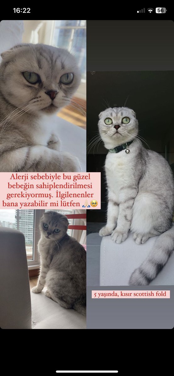 Merhaba, 

Bu minnosa yuva olur musunuz? 🥹🤍🩷

Iletisim icin mesaj atabilirsiniz.

#kedisahiplendirme #kedi #Scottish