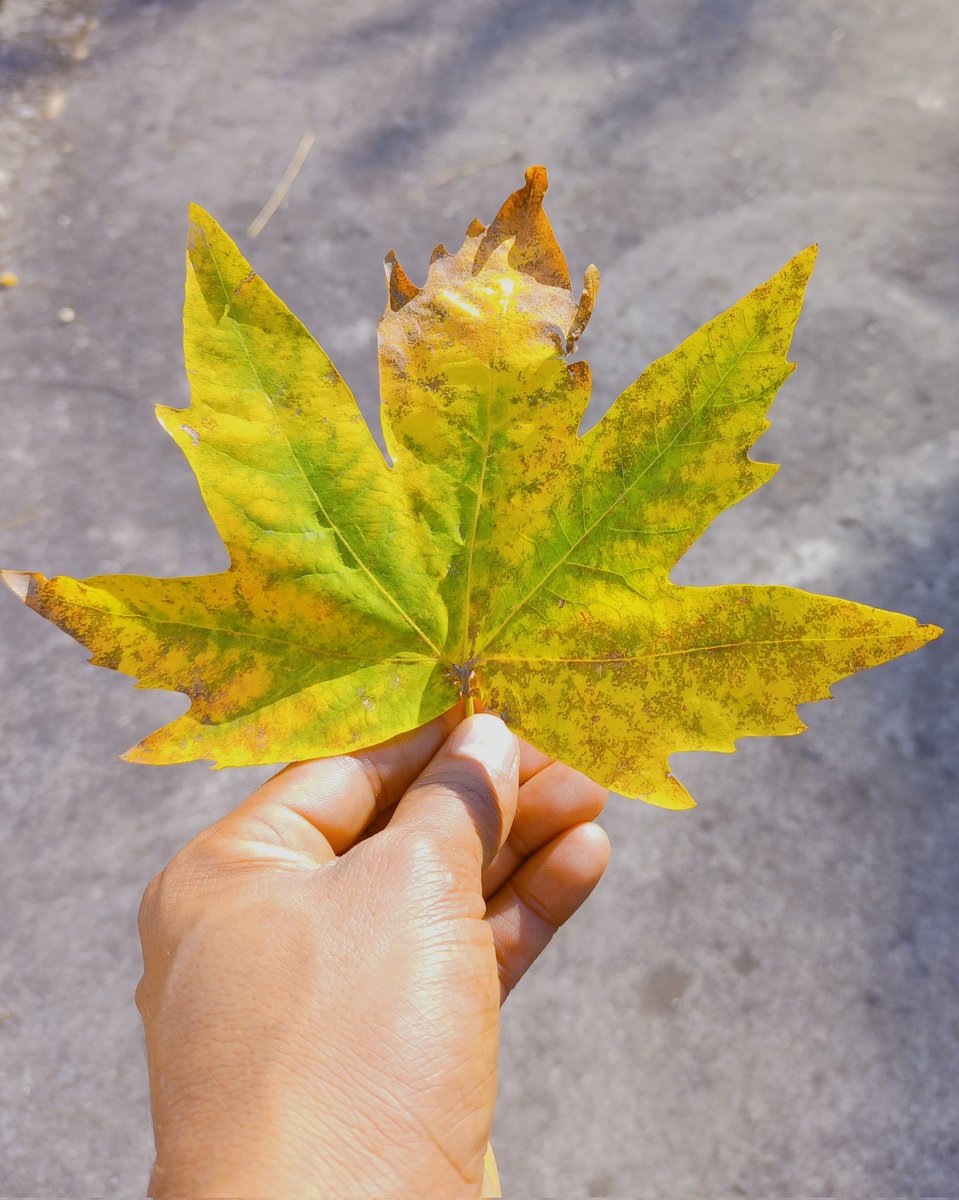 Anticipatelove_'s tweet image. Yahi chinar Yahi Jhiil Ka Kinara Tha

Yahin Kisi Na Mere Sath Din Guzara Tha 🍁
#MapleLeaf
