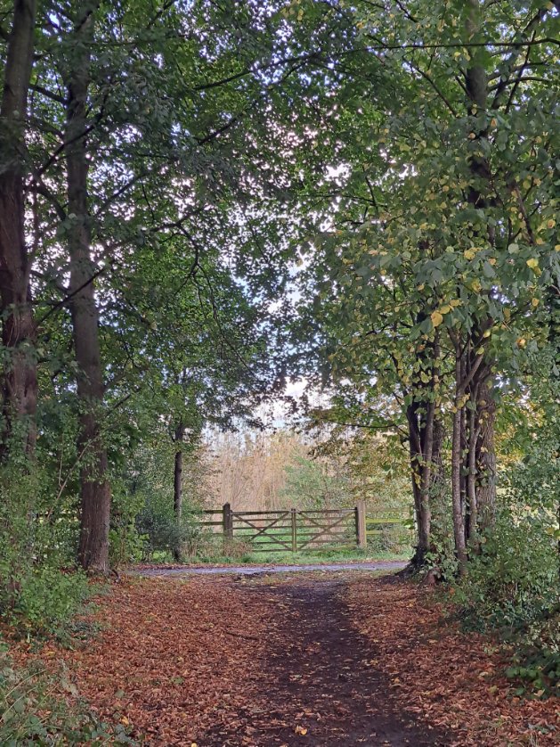 HildeStuyck's tweet photo. Ooit liep dit wegje door!
#vrtweer #sterrebeek #dreef #kasteeltermeeren https://t.co/BDhfKkZpER
