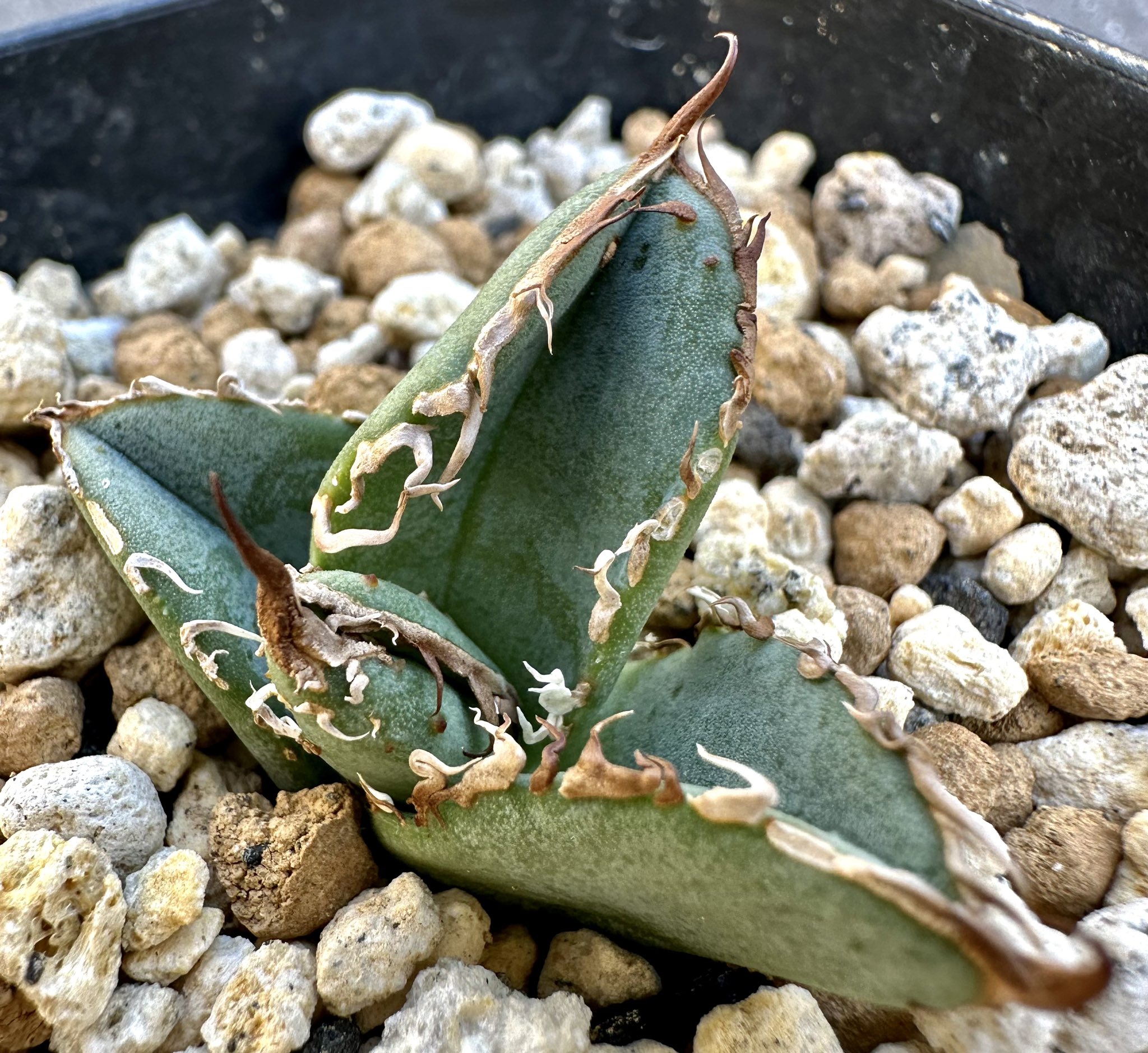新品Mサイズ kaitlynSepia Agave 新品Mサイズ kaitlynSepia Agave CATEGORY Agave | N PLANTS