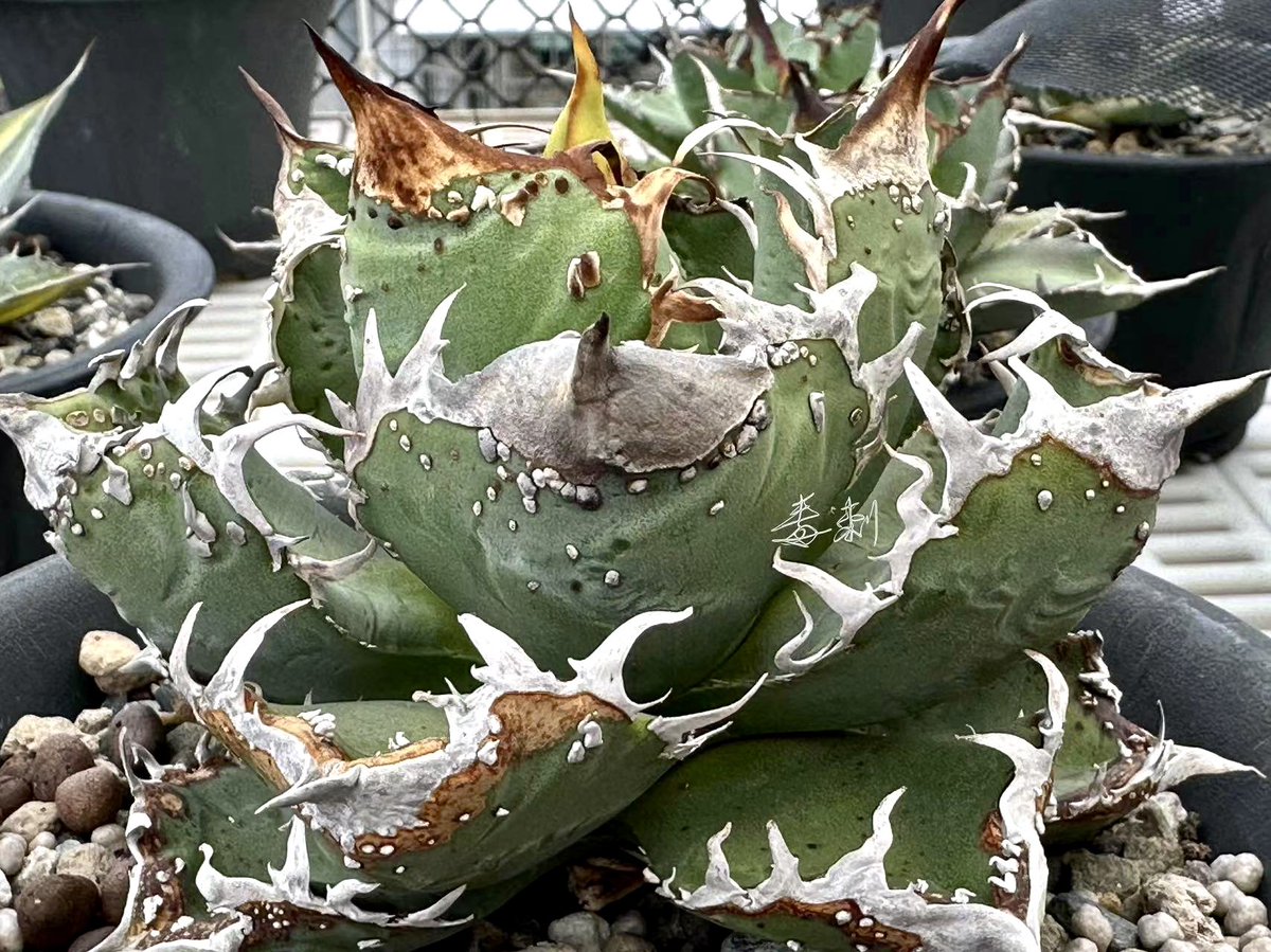 Lucky Summer Agave (@LuckySummerAgv) / Posts / X