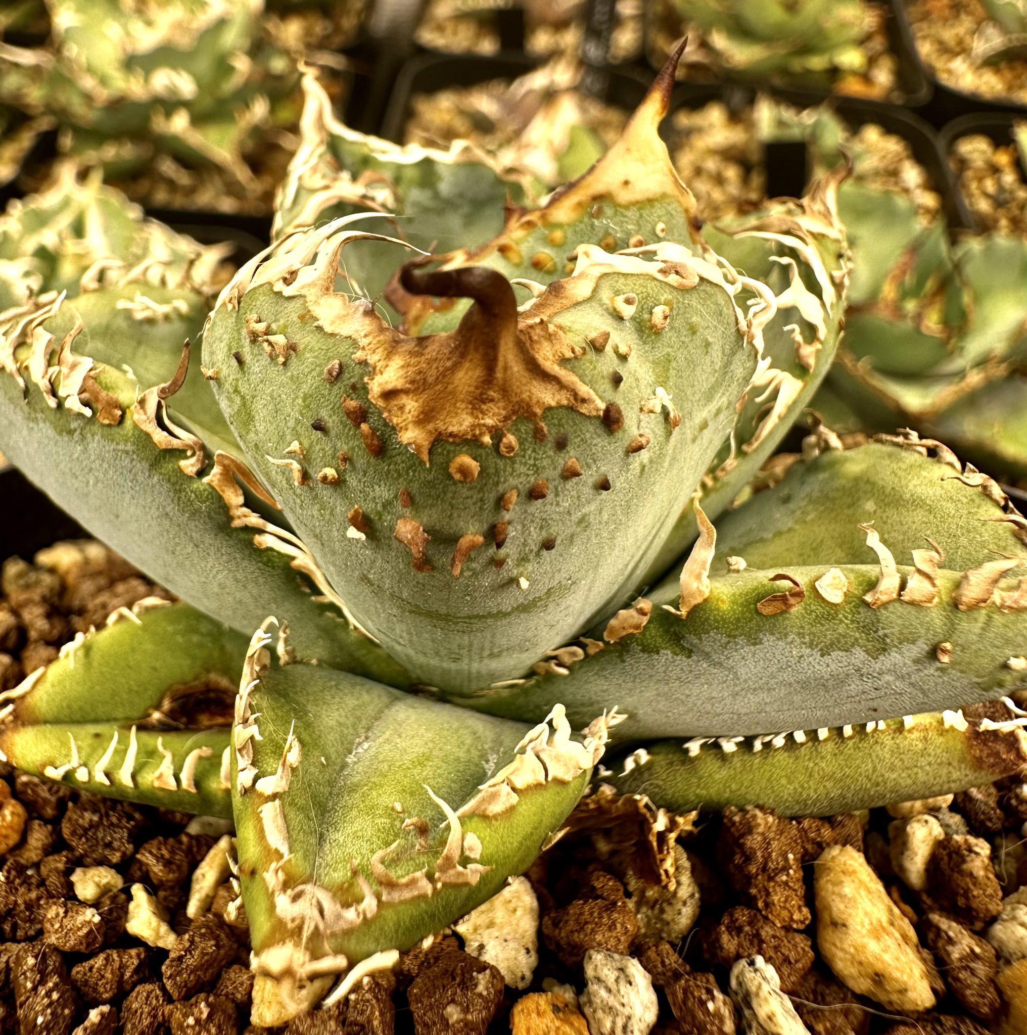 Agave Silver Surfer  アガベ　超特大株　引取り限定 𝖸𝗈𝗌𝗁𝗂 𝗌𝖺𝗇 🍣 | Agave Oteroi SuperBall さぁ、2023