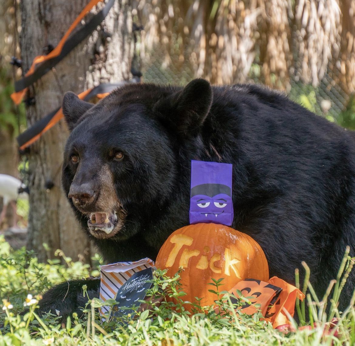 Palm Beach Zoo tweet media