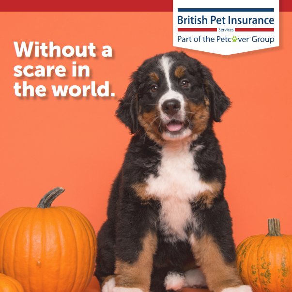 Petcover Group tweet media