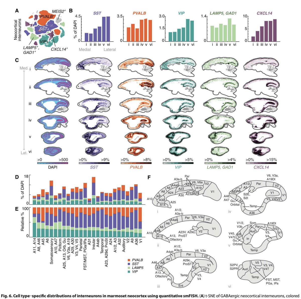 #215: A marmoset brain cell census reveals regional specialization of cellular identities @fennamk @eboyden3 @s_mccarroll Feng Massive resource on cell type identities and distributions across a nonhuman primate's brain! science.org/doi/10.1126/sc…