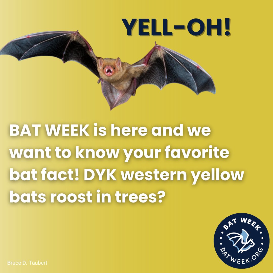 BAT WEEK is here- tell us your favorite bat fact below! 🦇
DYK western yellow bats roost in trees? #BatWeek