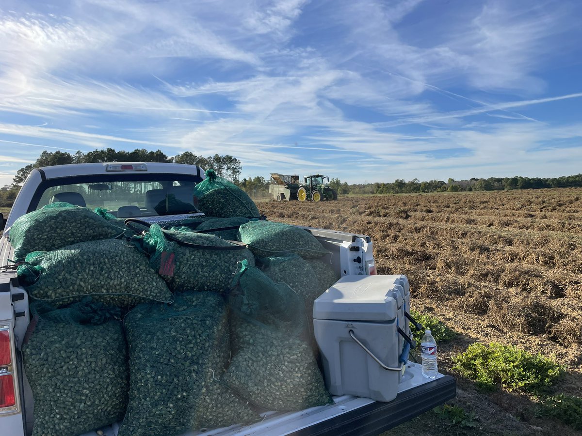 ENGRTechCole's tweet photo. Wrapping up #peanuts in our research plots for #plant23 this week. Great studies evaluating #precisionag technologies and their applications in modern agriculture. Time to move onto picking cotton!
@UGA_CollegeofAg @UGADigitalAg @CropSoilUGA https://t.co/VJsiX28oq6