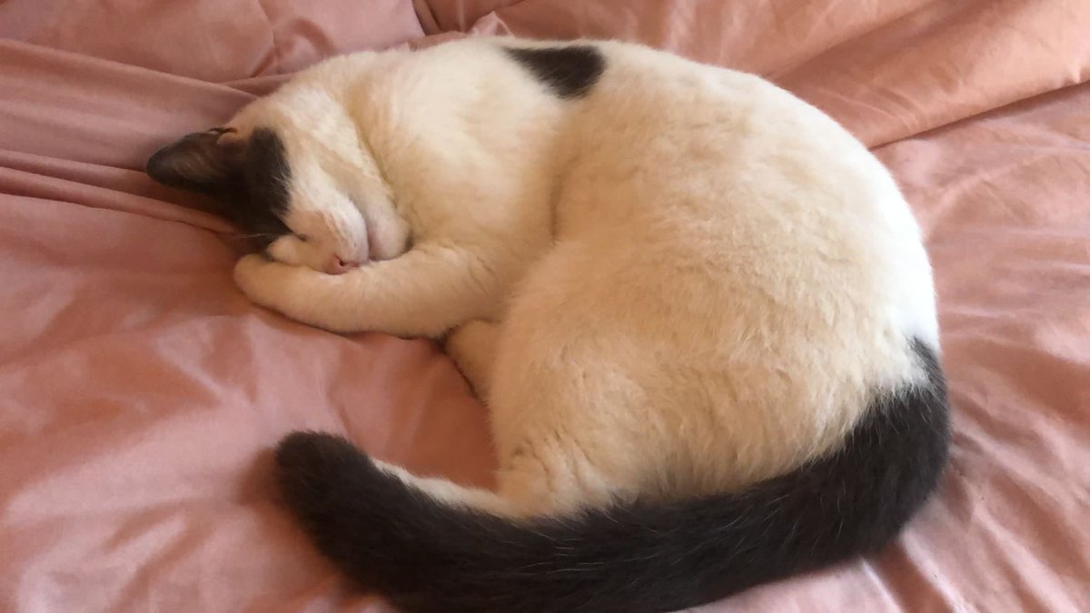 Mums bed is always the best #cats #catsoftwitter #catsontwitter #catsofX