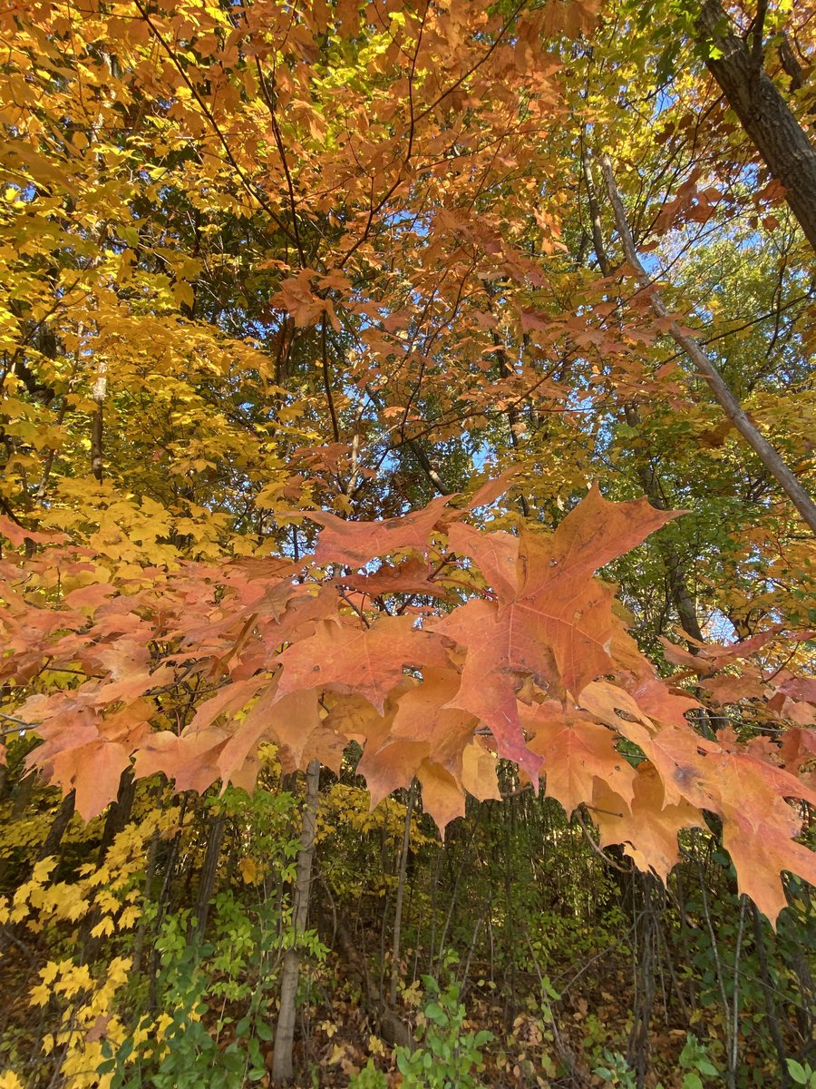 MzFrancesFX's tweet image. Yesterday’s nature walk was a beautiful burst of Autumn colors. Slow things down and enjoy the view. 🍂🍁🧡🌿🌾. #NatureGirl #TheSimpleThings #HarvestMood