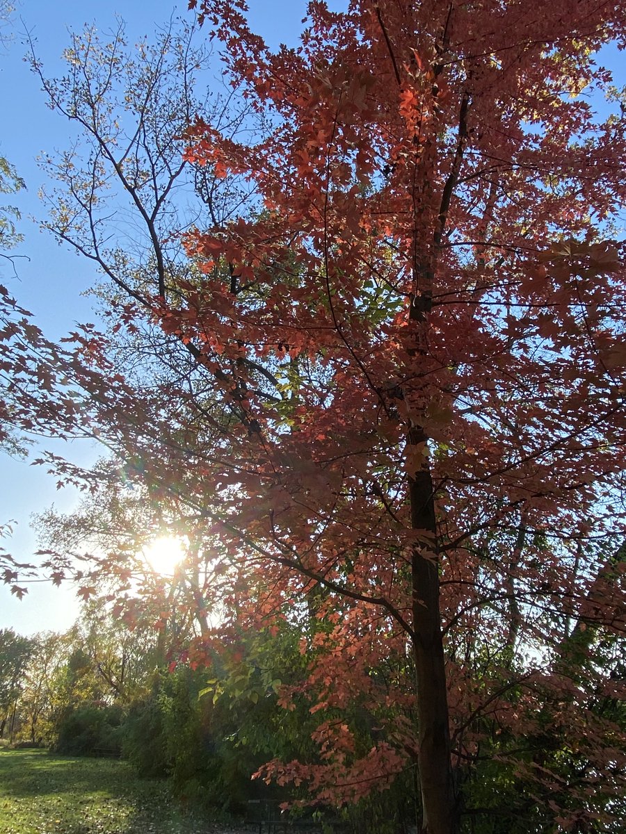 MzFrancesFX's tweet image. Yesterday’s nature walk was a beautiful burst of Autumn colors. Slow things down and enjoy the view. 🍂🍁🧡🌿🌾. #NatureGirl #TheSimpleThings #HarvestMood