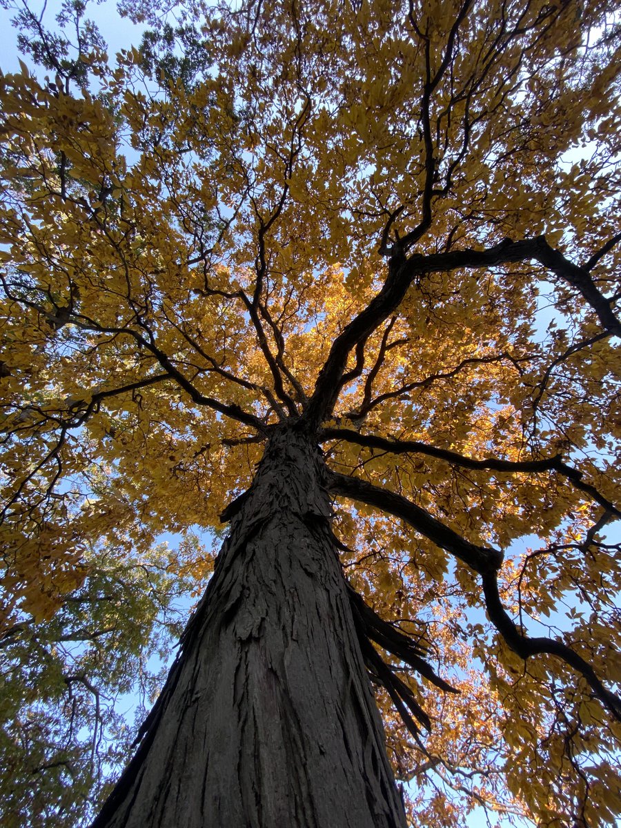 MzFrancesFX's tweet image. Yesterday’s nature walk was a beautiful burst of Autumn colors. Slow things down and enjoy the view. 🍂🍁🧡🌿🌾. #NatureGirl #TheSimpleThings #HarvestMood