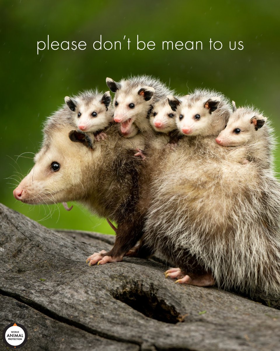 MoveTheWorldUS's tweet photo. Why would you ever choose to be cruel? 🥺 https://t.co/cknNJhSvHx